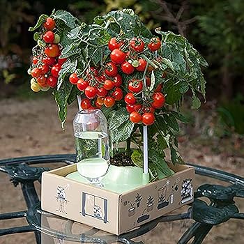 Amazon.co.jp: ITANSE ミニトマト苗 すずなりドワーフトマト